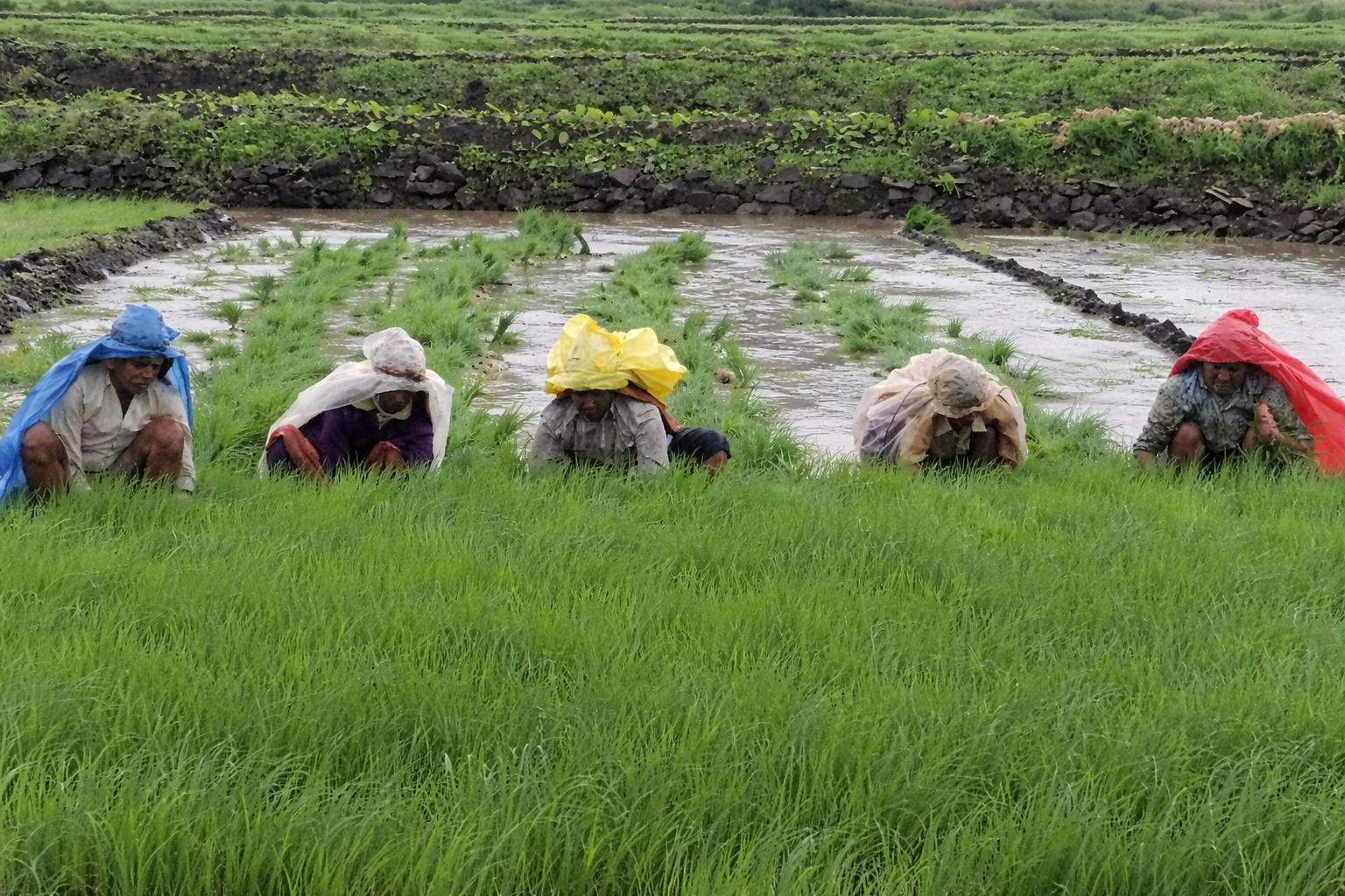 FARM LOAN WAIVERS: IMPACT ON ECONOMY, CREDIT CULTURE & SUSTAINABLE ALTERNATIVES