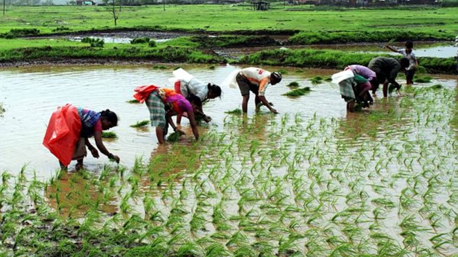India Must Reform Agricultural Subsidies for Sustainable Growth